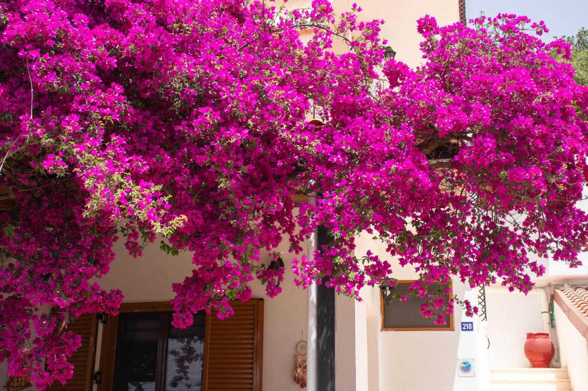סיבוטה Villa Sissy Studios & Apartments מראה חיצוני תמונה