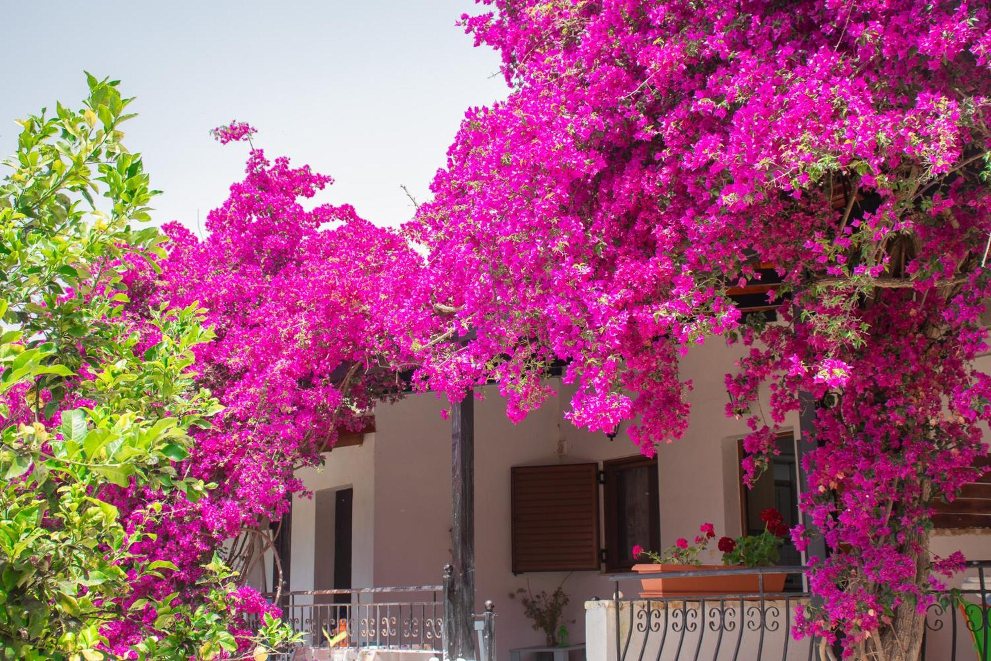 סיבוטה Villa Sissy Studios & Apartments מראה חיצוני תמונה
