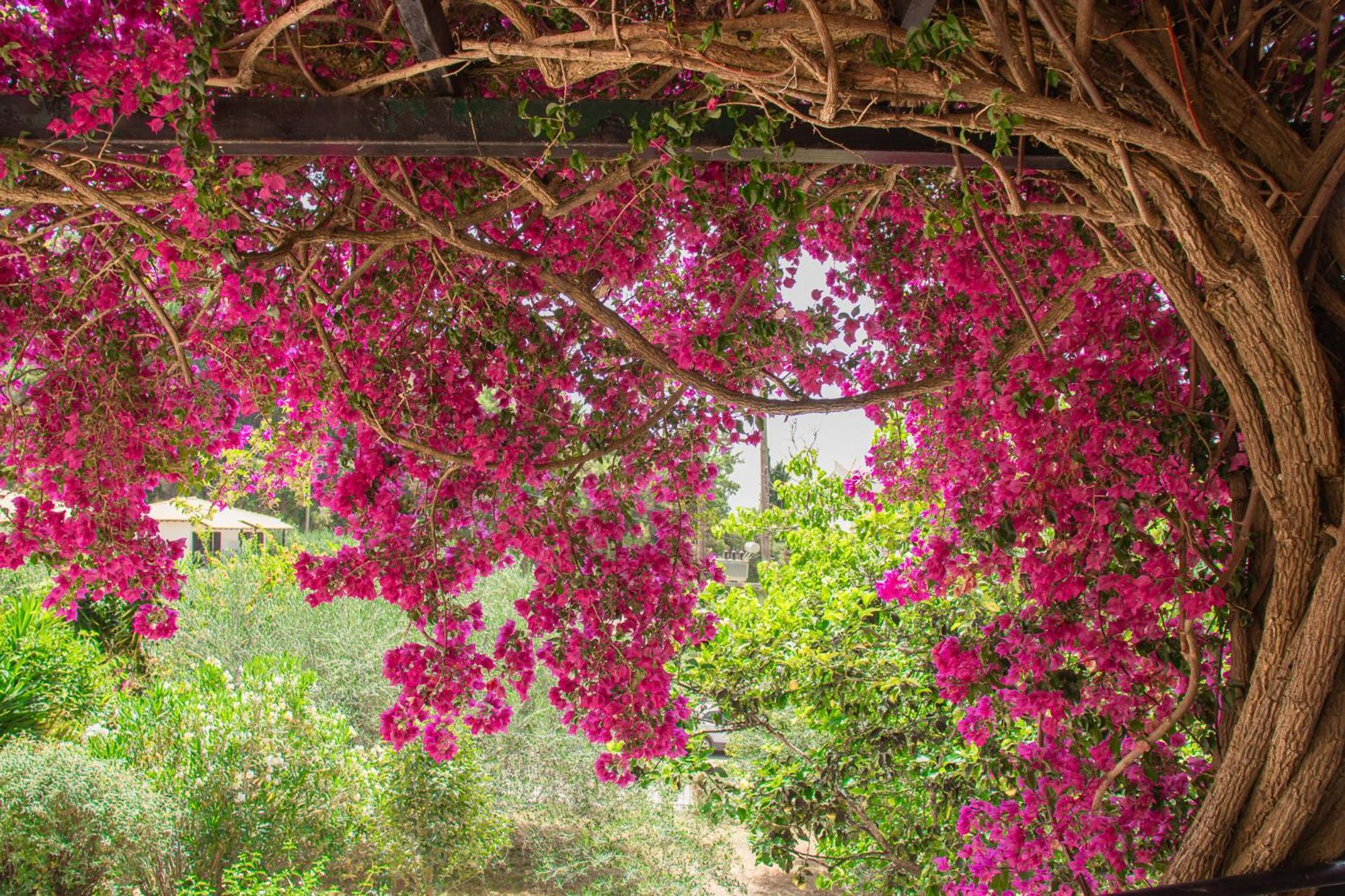 סיבוטה Villa Sissy Studios & Apartments מראה חיצוני תמונה